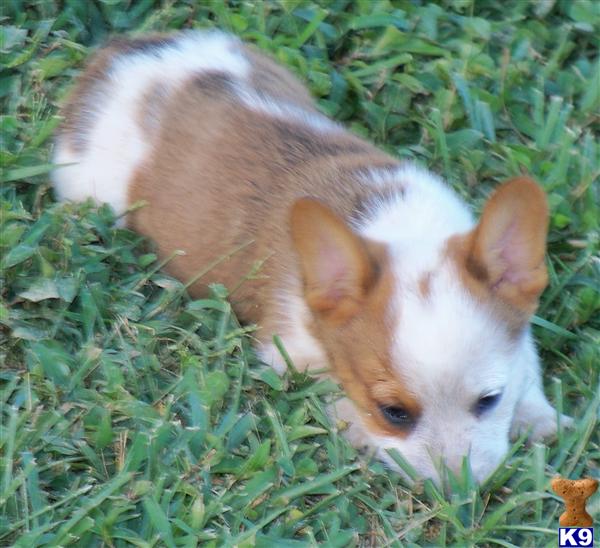cowboy corgi puppies for sale pembroke corgi puppy for sale lookout farm cowboy corgi chico 4 years cowboy corgi puppies for sale pembroke corgi puppy for sale lookout farm cowboy corgi chico 4 years