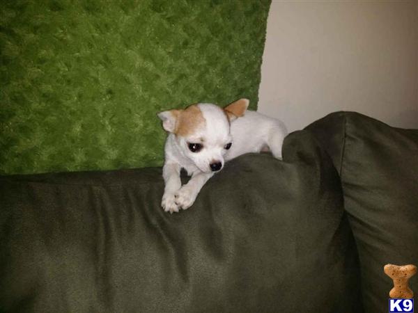chihuahua puppies for sale ny chihuahua puppies for sale in new york chihuahua puppies for sale ny chihuahua puppies for sale in new york