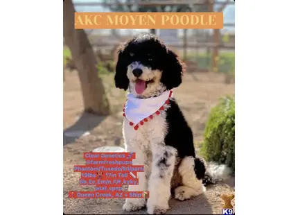 Louie available Poodle puppy located in QUEEN CREEK