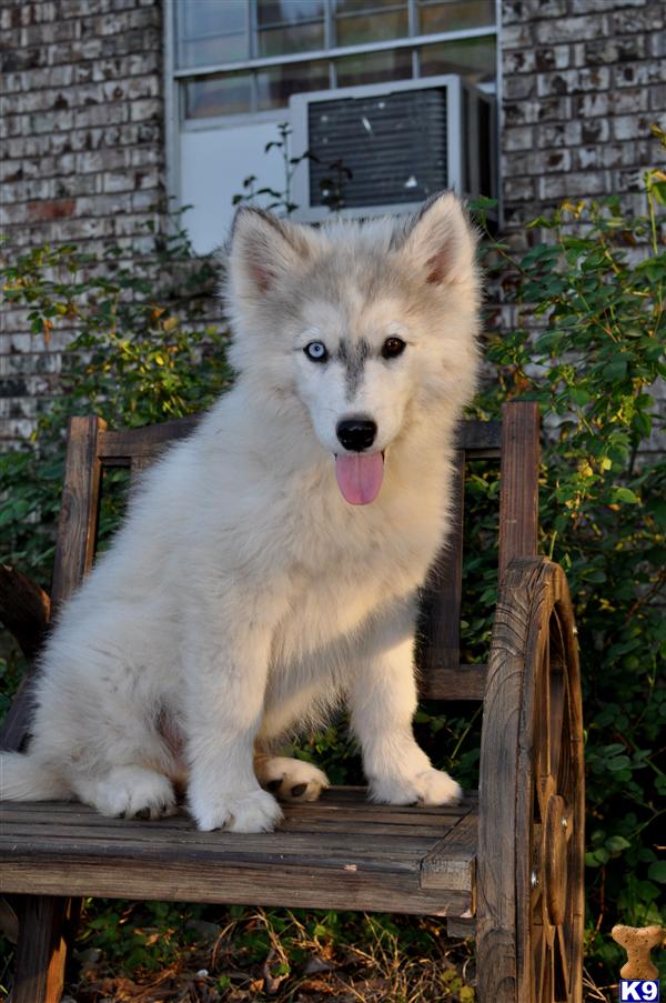 malamute wolf hybrid puppies for sale