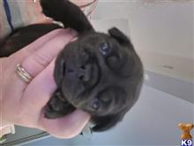 pug puppy posted by Loveablepugs