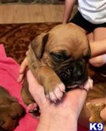 boxer puppy posted by Lrkovach