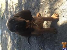bloodhound puppy posted by Lscarter