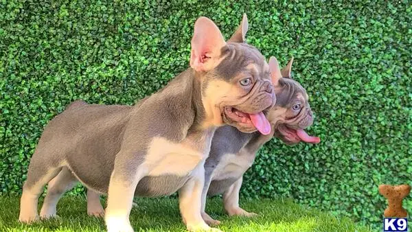 French Bulldog puppy for sale