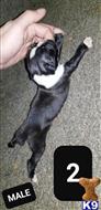 boxer puppy posted by Luis951