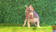 french bulldog puppy posted by Luis951