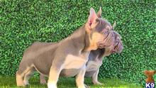 french bulldog puppy posted by Luis951