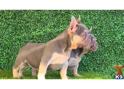 French Bulldog