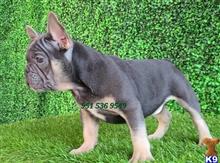 french bulldog puppy posted by Luis951