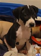 great dane puppy posted by Lunachick1969
