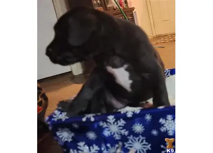 Puppy #1 available Great Dane puppy located in VANCOUVER