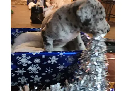 Puppy #2 available Great Dane puppy located in VANCOUVER