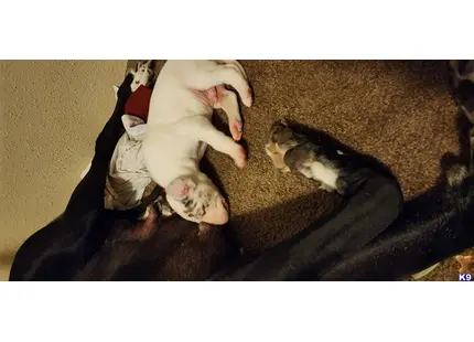 Puppy #3 available Great Dane puppy located in VANCOUVER