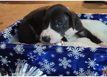 Puppy #4 available Great Dane puppy located in VANCOUVER