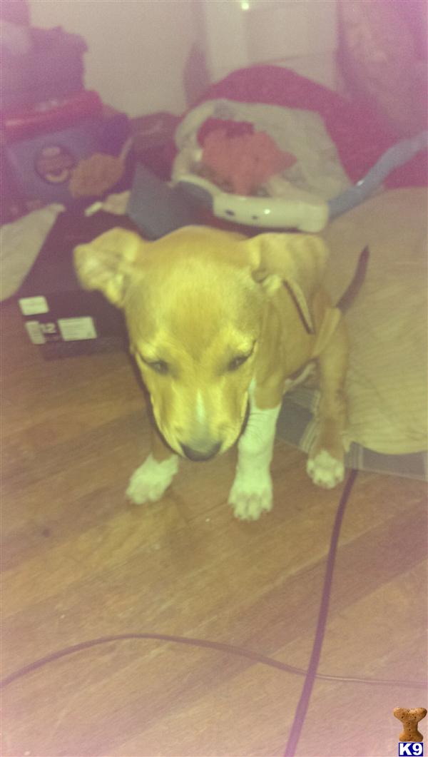 pitbull puppies for sale in iowa american pit bull puppy for sale baby pit bull for sale 4 years pitbull puppies for sale in iowa american pit bull puppy for sale baby pit bull for sale 4 years
