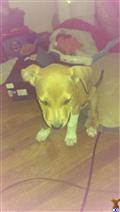 american pit bull puppy posted by Lyd123ia