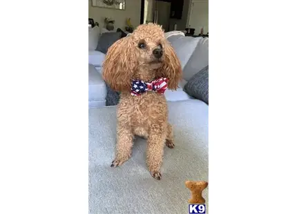 Becks available Poodle puppy located in Clarksville