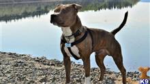 Staffordshire Bull Terrier