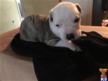 american bulldog puppy posted by MBest