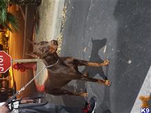 Ziggy available Doberman Pinscher puppy located in Highland