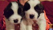 saint bernard puppy posted by MCMACK20017