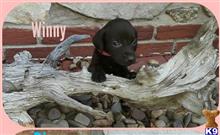 german shorthaired pointer puppy posted by MJ112019