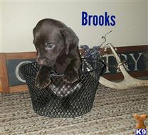 german shorthaired pointer puppy posted by MJ112019
