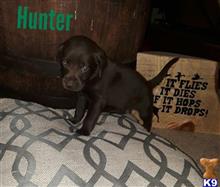 German Shorthaired Pointer Puppies For Sale In Pennsylvania