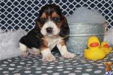 basset hound puppy posted by MJ1990