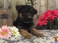 german shepherd puppy posted by MJ1990