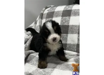 Bernese Mountain Dog
