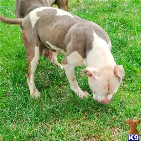 American Bully