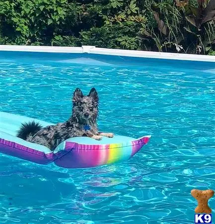Pomeranian