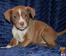 american bully puppy posted by Madamoo93