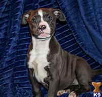 american bully puppy posted by Madamoo93