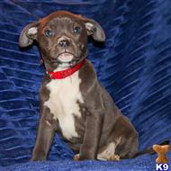 american bully puppy posted by Madamoo93