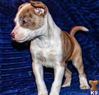 american bully puppy posted by Madamoo93