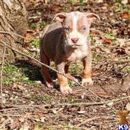 american bully puppy posted by Madamoo93