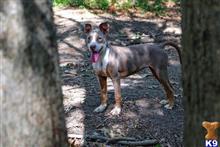 american bully puppy posted by Madamoo93