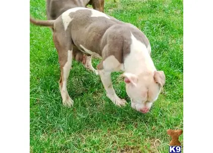 Doom available American Bully puppy located in EAST PATCHOGUE