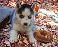 siberian husky puppy posted by Madamoo93