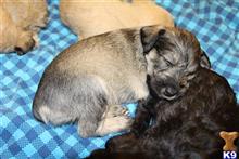 schnoodle puppy posted by MaddieJane