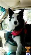 Maxwell available Border Collie puppy located in GULF BREEZE