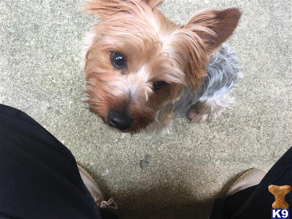 stud fee for yorkie terrier stud perseus 4 years stud fee for yorkie terrier stud perseus 4 years