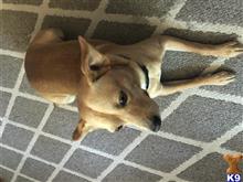 Jack available Basenji puppy located in SAN JOSE
