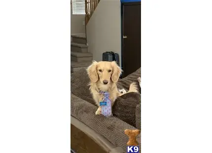 Ronin available Dachshund puppy located in NORTH LAS VEGAS