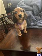 dachshund puppy posted by Mandee2855