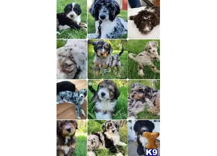 Violet available Aussiedoodle puppy located in SPOKANE