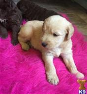 labradoodle puppy posted by Manzogt2001