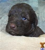 labradoodle puppy posted by Manzogt2001